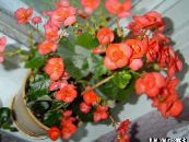 Градински цветове Восъчни Бегонии, Begonia semperflorens cultorum снимка, характеристики оранжев