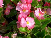 Zahradní květiny Voskové Begónie, Begonia semperflorens cultorum fotografie, charakteristiky růžový