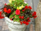 ბაღის ყვავილები ცვილის ბეგონია, ტუბერისებრი Begonia, Begonia tuberhybrida ფოტო, მახასიათებლები წითელი