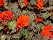 Dārza Ziedi Vasks Begonijas, Bumbuļveida Begonia, Begonia tuberhybrida foto, raksturlielumi oranžs