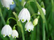 庭の花 春の雪の結晶、st。アグネス '花, Leucojum フォト, 特性 ホワイト