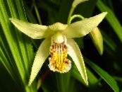 Pozemní Orchidej, Pruhované Bletilla  žlutý, charakteristiky, fotografie