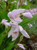 Градински цветове Приземния Орхидея, Раираната Блетила, Bletilla снимка, характеристики бял