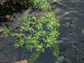 Flores de jardín Prímula Agua, Pantano Verdolaga, Pantano Seedbox, Callitriche palustris foto, características verde