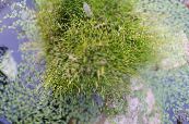 庭の花 スパイクラッシュ, Eleocharis フォト, 特性 緑色