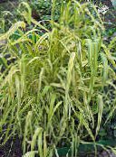 Tuin Bloemen Bowles Gouden Gras, Gouden Gierst Gras, Gouden Hout Mille, Milium effusum foto, karakteristieken groen