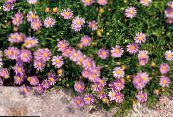 Zahradní květiny Swan River Sedmikráska, Brachyscome fotografie, charakteristiky růžový