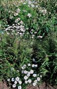 Dārza Ziedi Swan River Margrietiņa, Brachyscome foto, raksturlielumi balts
