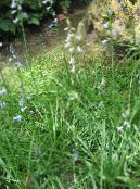 园林花卉 西班牙葫芦, Brimeura amethystina 照片, 特点 浅蓝
