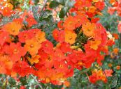 Bush Vijolična, Safir Cvet (Browallia) oranžna, značilnosti, fotografija