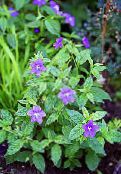 Busch Violetten, Saphir Blume