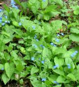 Sodo Gėlės Klaidinga Forget-Me-Not, Brunnera macrophylla nuotrauka, charakteristikos šviesiai mėlynas