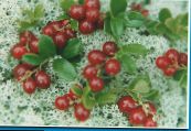 Садовыя Кветкі Брусніца, Vaccinium vitis-idaea фота, характарыстыка чырвоны