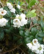 Zahradní květiny Brusinka, Hora Brusinka, Foxberry, Vaccinium vitis-idaea fotografie, charakteristiky bílá
