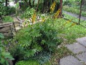 庭の花 大きな葉のメタカラコウ属、ヒョウ植物、黄金ノボロギク, Ligularia フォト, 特性 黄