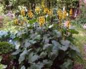 Градински цветове Bigleaf Ligularia, Леопард Растение, Златна Кръстец снимка, характеристики жълт