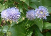 Flores do Jardim Bit Scabious, Rastejando Segurelha De Ovelha, Jasione foto, características luz azul