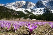Градински цветове Пролетта Поляна Шафран, Bulbocodium vernum снимка, характеристики люляк