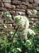 Zahradní květiny Kozlík Lékařský, Zahrada Heliotrop, Valeriana officinalis fotografie, charakteristiky bílá