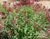 Бақша Гүлдер Қызыл Валерианы, Centranthus ruber фото, сипаттамалары қызыл