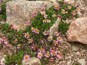 Садові Квіти Вальдгейм, Waldheimia tridactylites фото, характеристика рожевий