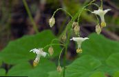 Hage Blomster Vancouveria, Vancouveria hexandra bilde, kjennetegn hvit