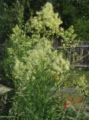 Садовые цветы Василистник, Thalictrum фото, характеристика желтый