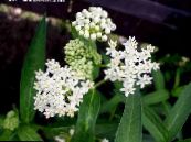 Bahçe çiçekleri Bataklık Milkweed, Maypops, Gül Milkweed, Kırmızı Milkweed, Asclepias incarnata fotoğraf, özellikleri beyaz