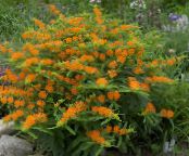 Zahradní květiny Butterflyweed, Asclepias tuberosa fotografie, charakteristiky oranžový