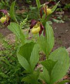 Градински цветове Дама Чехъл Орхидея, Cypripedium ventricosum снимка, характеристики жълт
