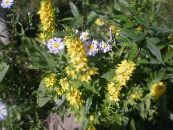 Градински цветове Жълто Ленивче, Lysimachia punctata снимка, характеристики жълт