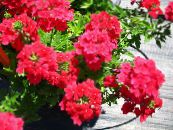 Садовые цветы Вербена гибридная, Verbena фото, характеристика красный