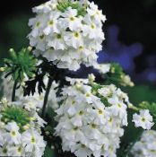 Ogrodowe Kwiaty Verbena Hybrydowy zdjęcie, charakterystyka biały