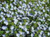 Záhradné kvety Brooklime, Veronica fotografie, vlastnosti modrá