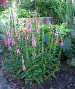 庭の花 長い葉の速度だけでなく, Veronica longifolia フォト, 特性 ピンク