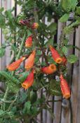 Aed Lilled Tšiili Hiilguses Õie, Eccremocarpus scaber foto, omadused oranž