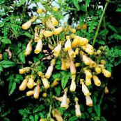 Čilės Šlovė Gėlė (Eccremocarpus scaber) geltonas, charakteristikos, nuotrauka