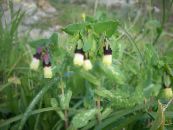 Honeywort, Blu Pianta Gamberetti, Fiori Di Cera Blu (Cerinthe major) giallo, caratteristiche, foto