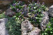 Vrtno Cvetje Wulfenia fotografija, značilnosti vijolična