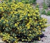 Sodo Gėlės Crown Vikių, Coronilla nuotrauka, charakteristikos geltonas