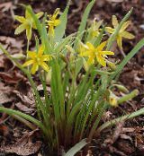 庭の花 初期のスター·オブ·ベツレヘム, Gagea フォト, 特性 黄