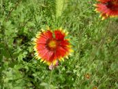 Teppe Blomst (Gaillardia) rød, kjennetegn, bilde
