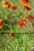 Záhradné kvety Deka Kvetina, Gaillardia fotografie, vlastnosti červená