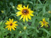 Puutarhakukat Huopa Kukka, Gaillardia kuva, ominaisuudet keltainen