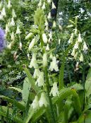 les fleurs du jardin Berg Lys, La Jacinthe D'été, Cap Jacinthe, Galtonia photo, les caractéristiques blanc