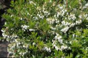 Градински цветове Gaultheria, Checkerberry снимка, характеристики бял