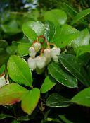 Gaultheria, Beere