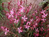 Have Blomster Gaura foto, egenskaber pink