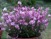Have Blomster Gaura foto, egenskaber pink
