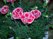 Hage Blomster Nellik, Porselen Rosa, Dianthus chinensis bilde, kjennetegn rosa